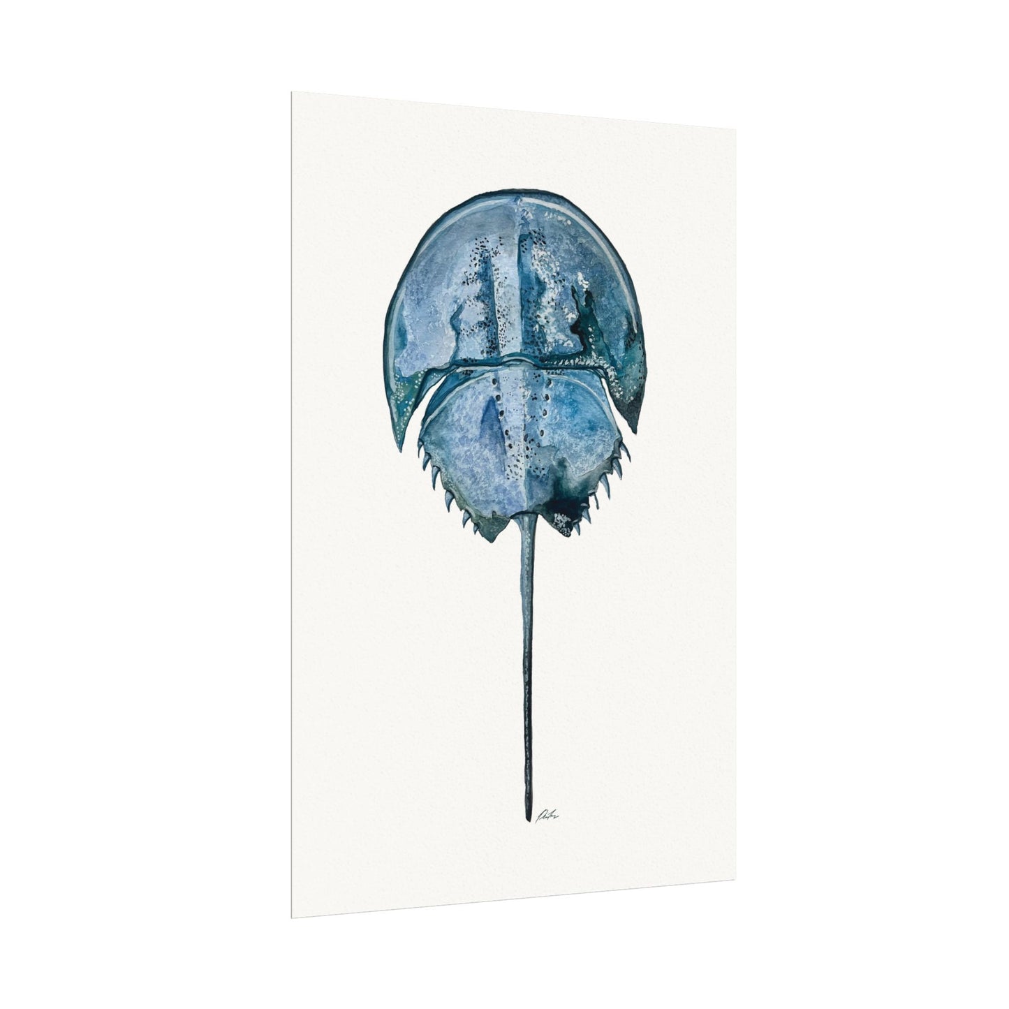 Horseshoe Crab Watercolor