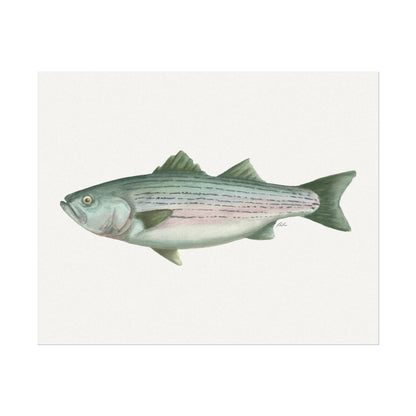 Striped Bass Watercolor
