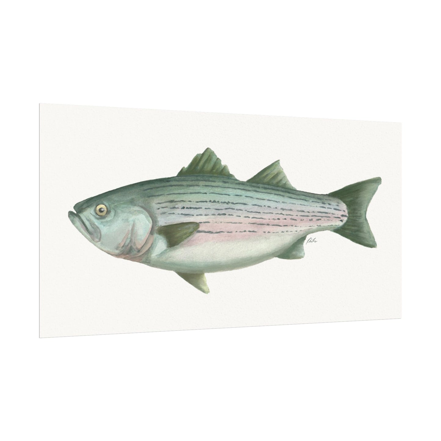 Striped Bass Watercolor