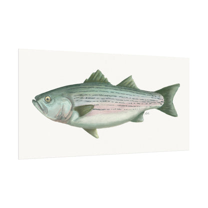 Striped Bass Watercolor