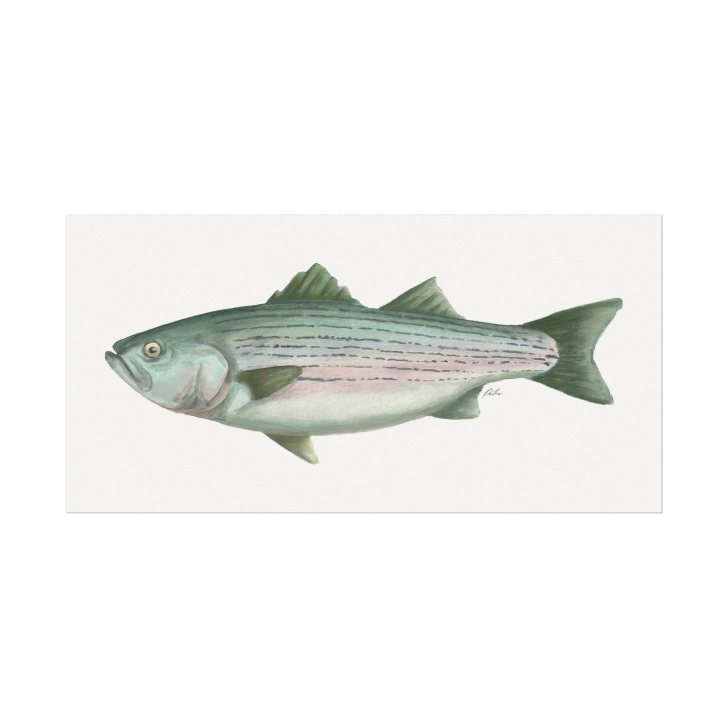 Striped Bass Watercolor