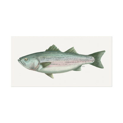 Striped Bass Watercolor