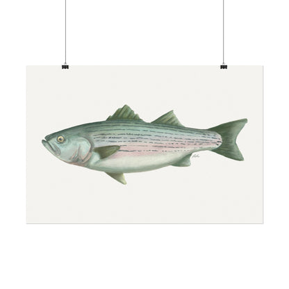 Striped Bass Watercolor