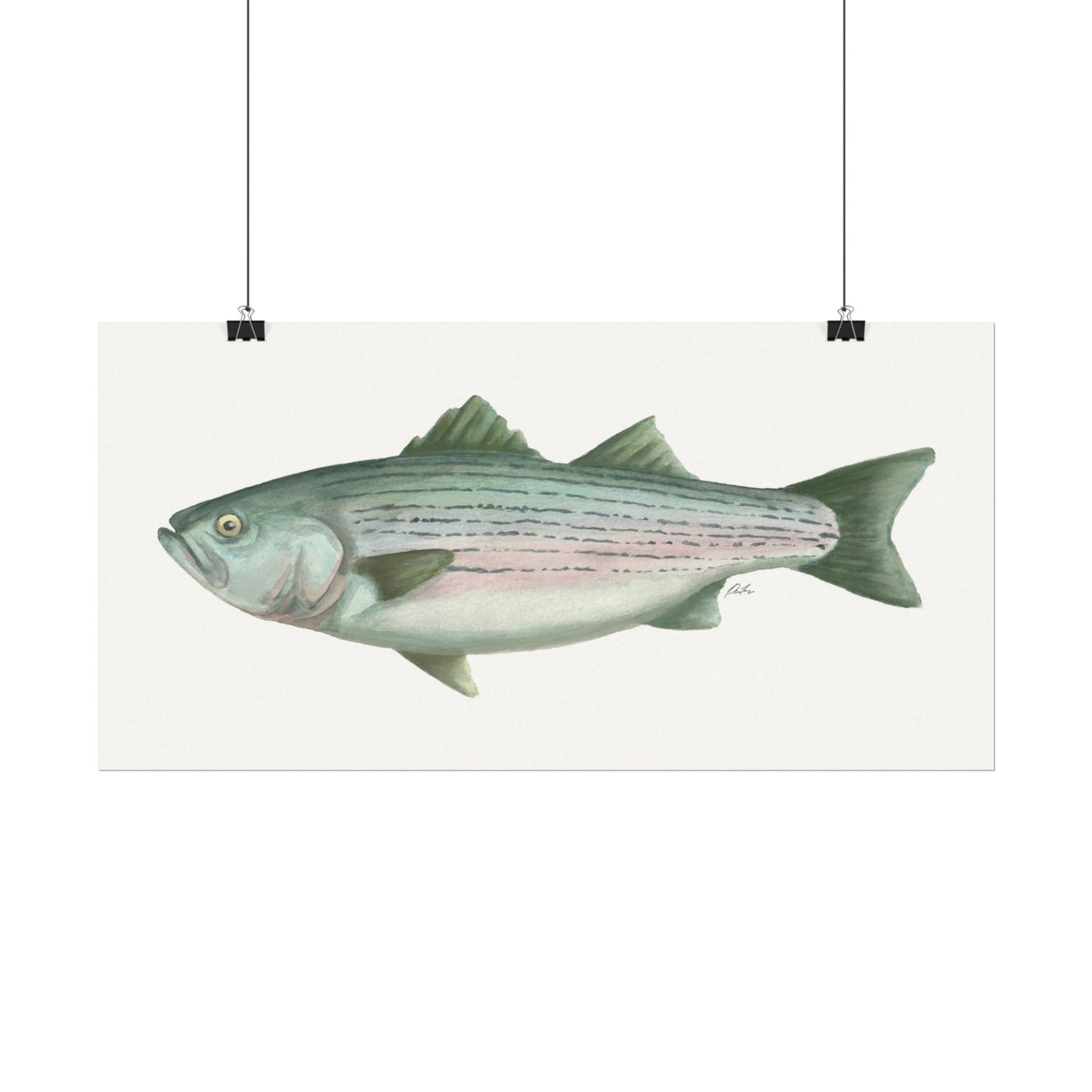 Striped Bass Watercolor