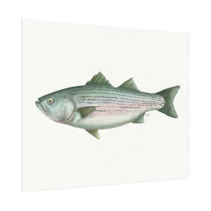 Striped Bass Watercolor