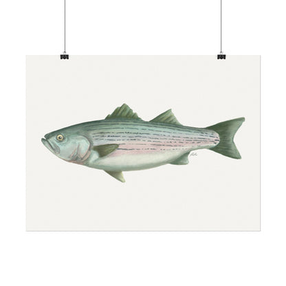 Striped Bass Watercolor