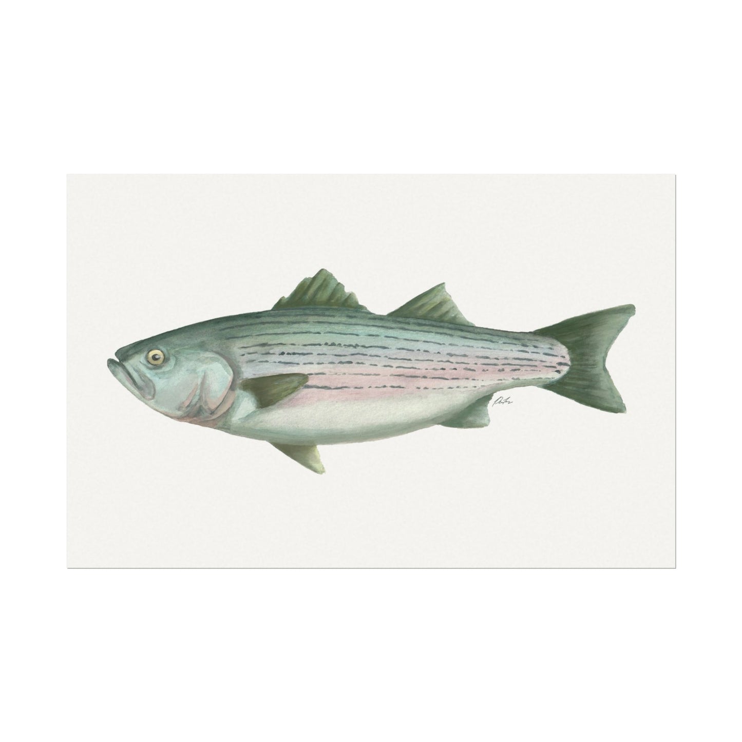 Striped Bass Watercolor