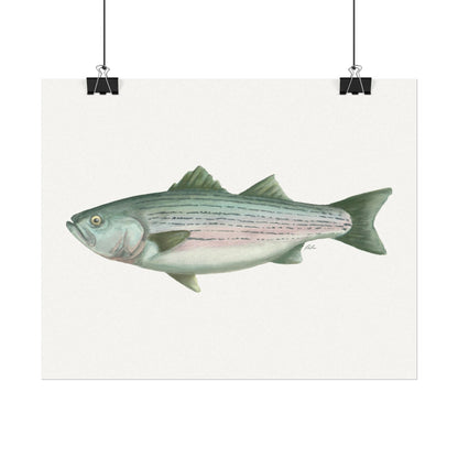 Striped Bass Watercolor