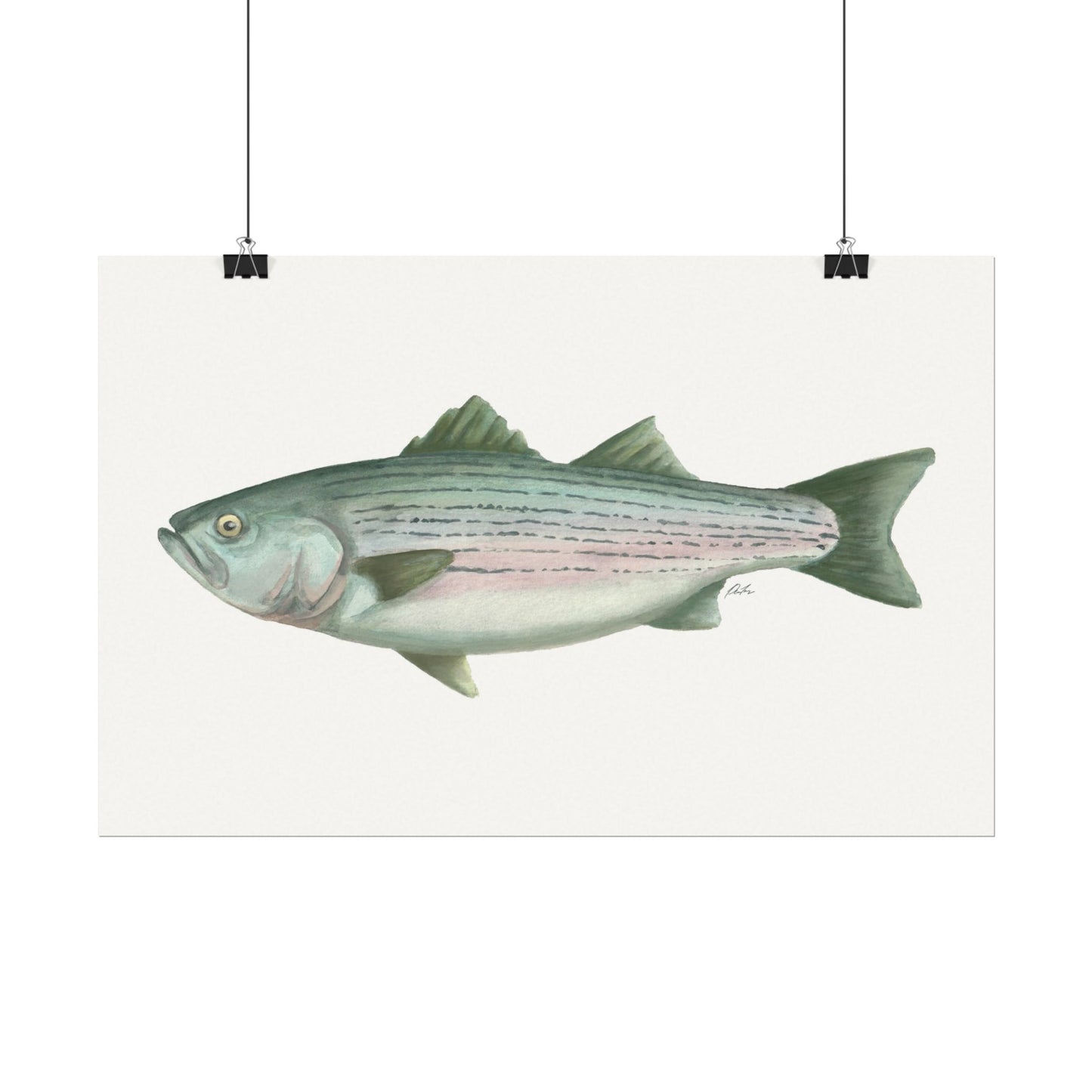 Striped Bass Watercolor