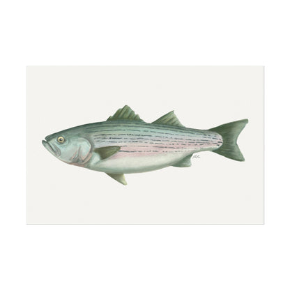 Striped Bass Watercolor