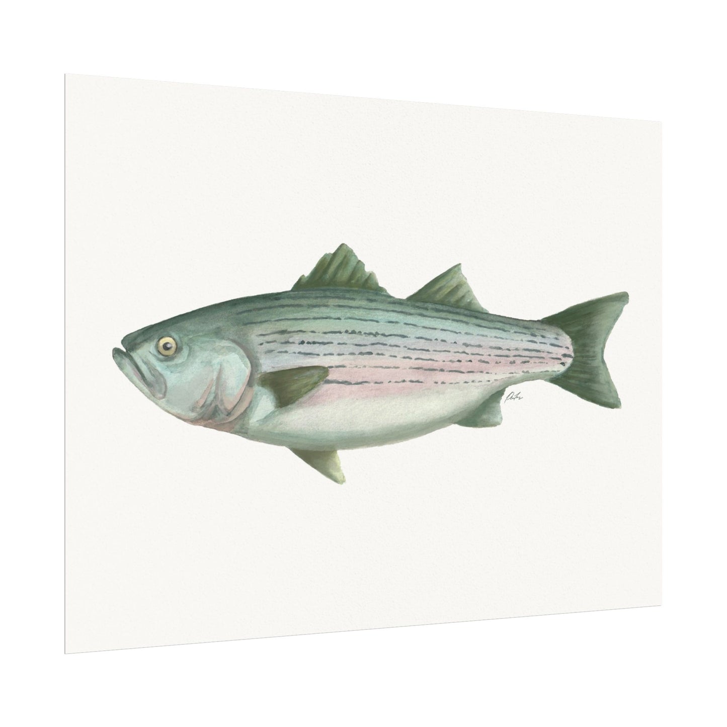 Striped Bass Watercolor