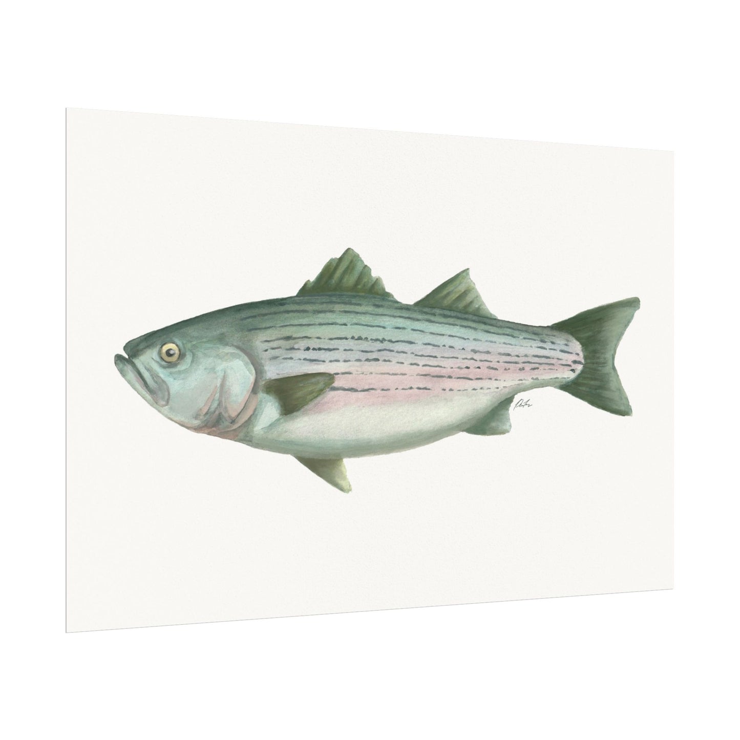 Striped Bass Watercolor