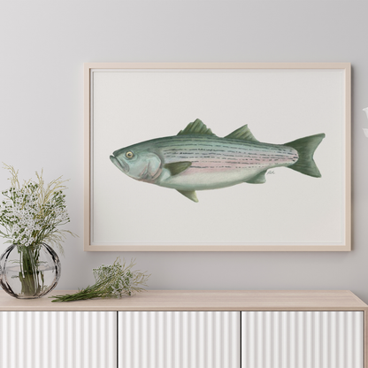 Striped Bass Watercolor